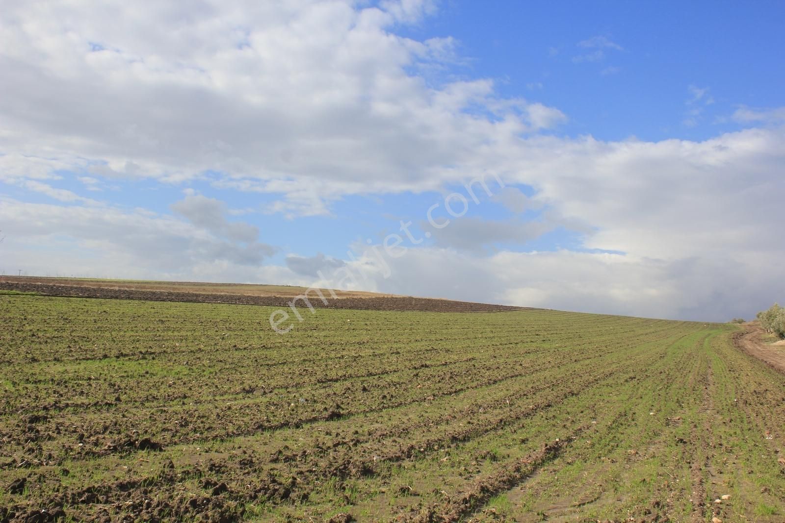 Bursa Karacabey Tophisar Yatırımlık 2650m2 Tarla - Görsel 3