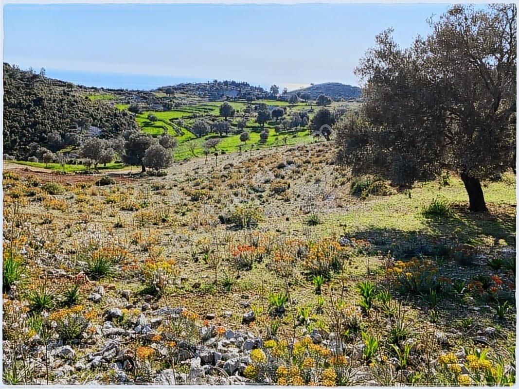 Seydikemer Boğaziçinde Full Deniz Manzaralı 5379m2 Arazi - Görsel 2