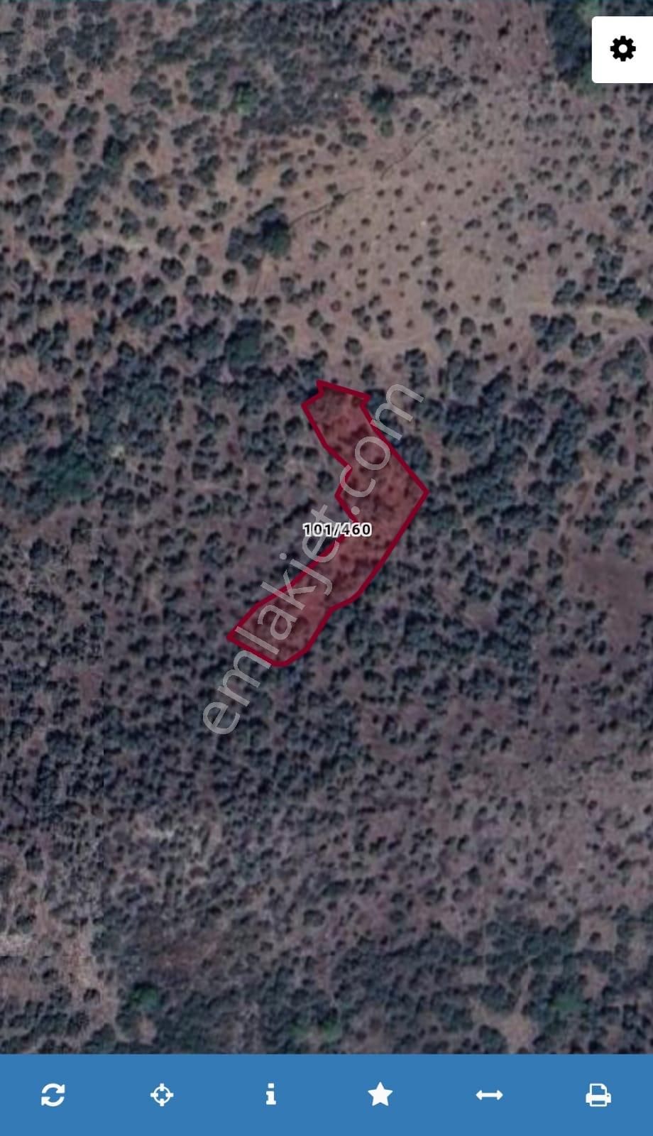 Muğla Milas Kandak'ta 1430 M2 Zeytinlik