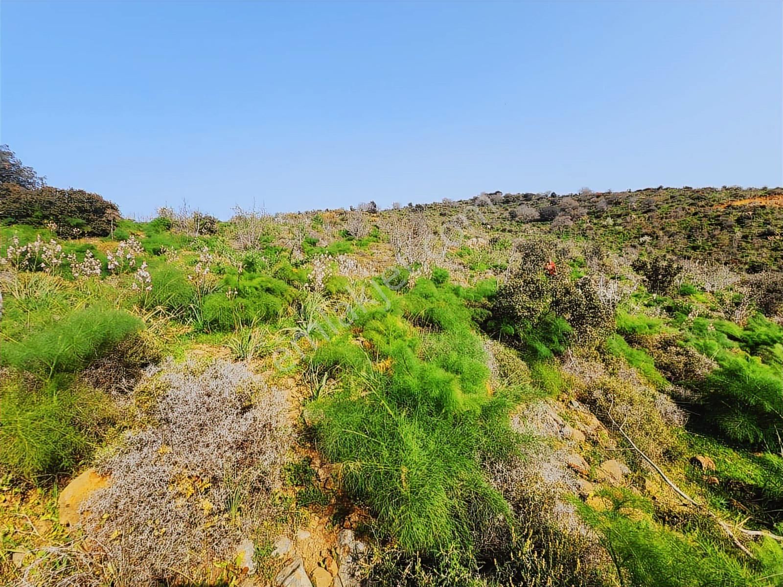 Bodrum Turgutreis Te Deniz Manzaralı Tarla - Görsel 12