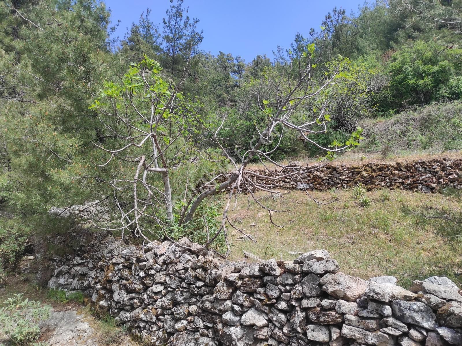 Muğla Menteşede Satılık Tarla !!! - Görsel 2