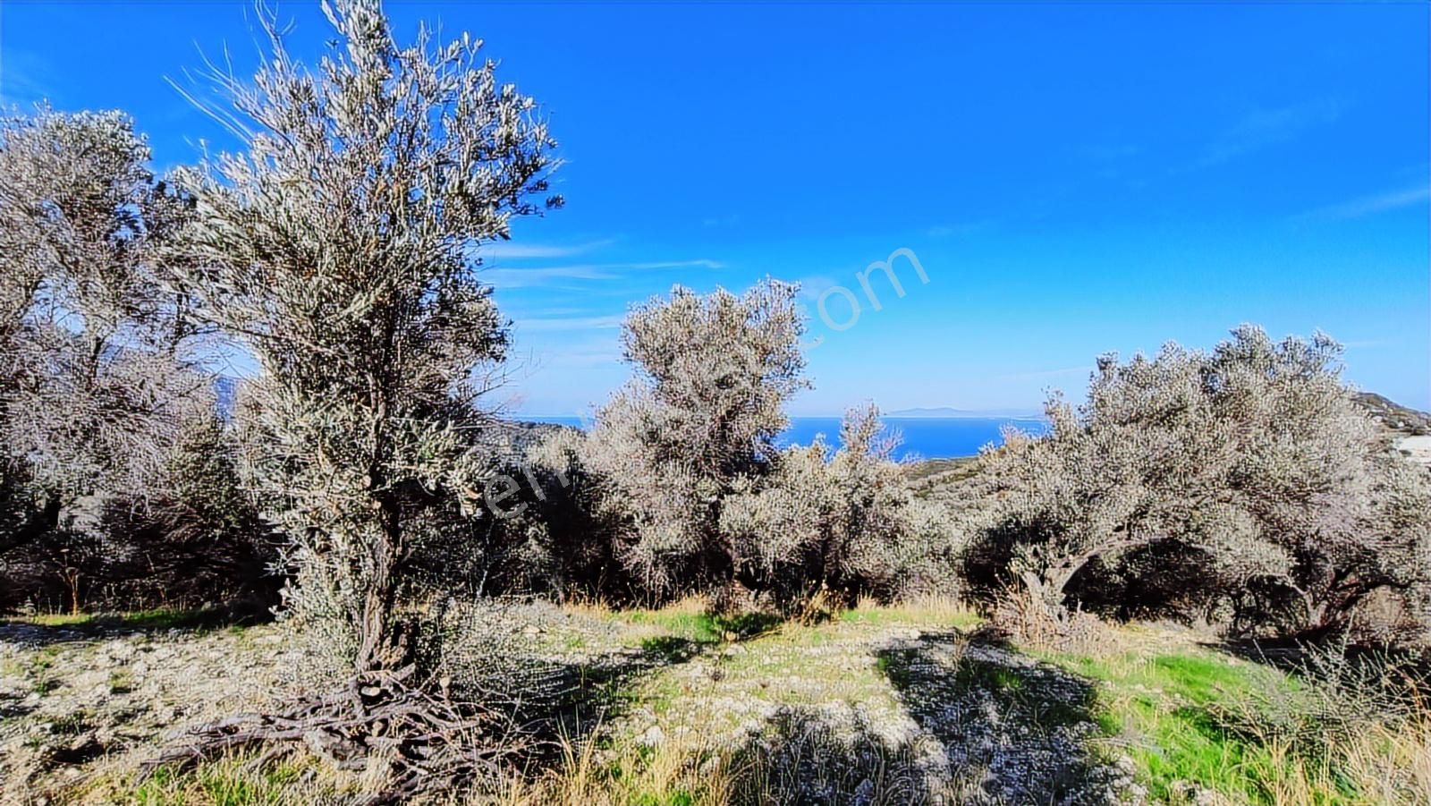 Karaburun Eğlenhoca Da Tamamı Deniz Manzaralı Arsa - Görsel 4