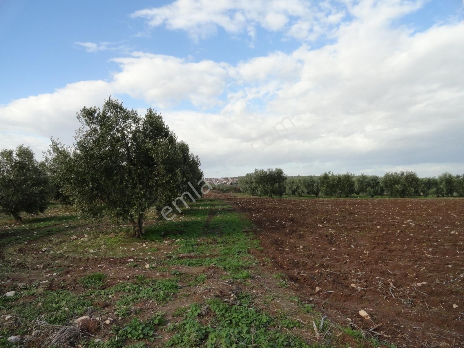 Bursa Karacabey Danişment Asfalt Yola 50 Metre Mesafede Tarla - Görsel 21