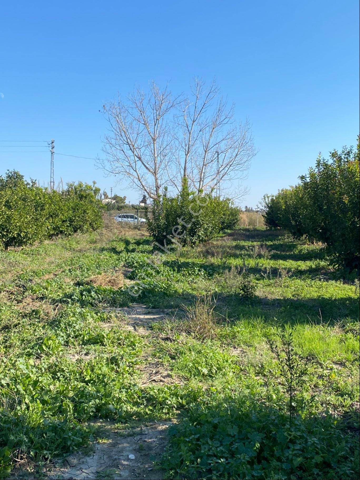 Kürtmusa Mah Özbek Köyünde Bulunan Bahçemiz Satılıktır - Görsel 15