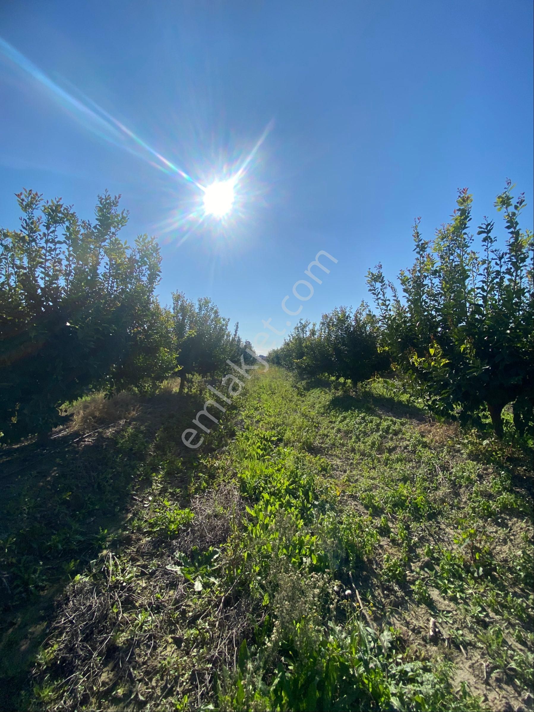 Kürtmusa Mah Özbek Köyünde Bulunan Bahçemiz Satılıktır - Görsel 4