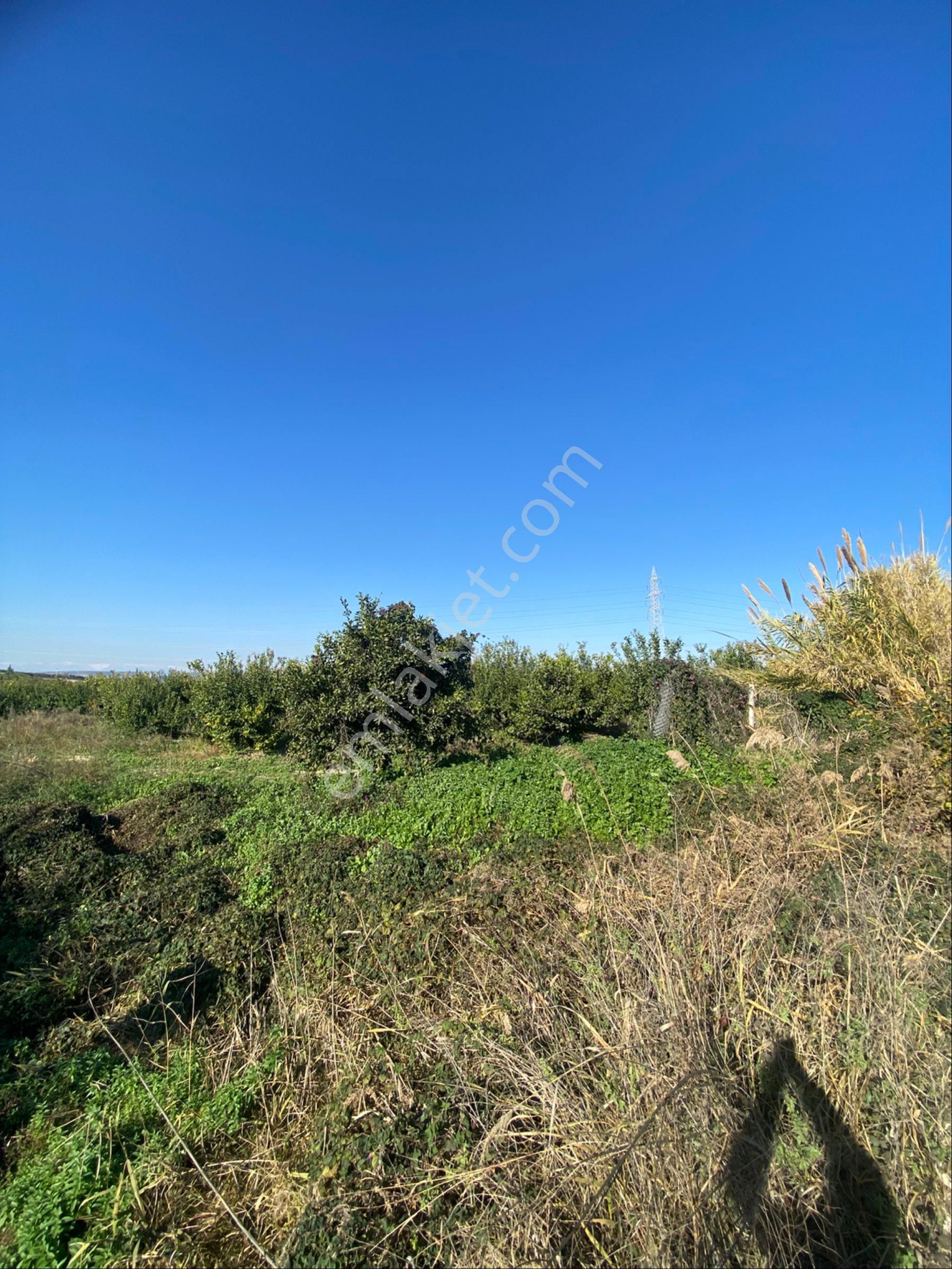 Kürtmusa Mah Özbek Köyünde Bulunan Bahçemiz Satılıktır - Görsel 18