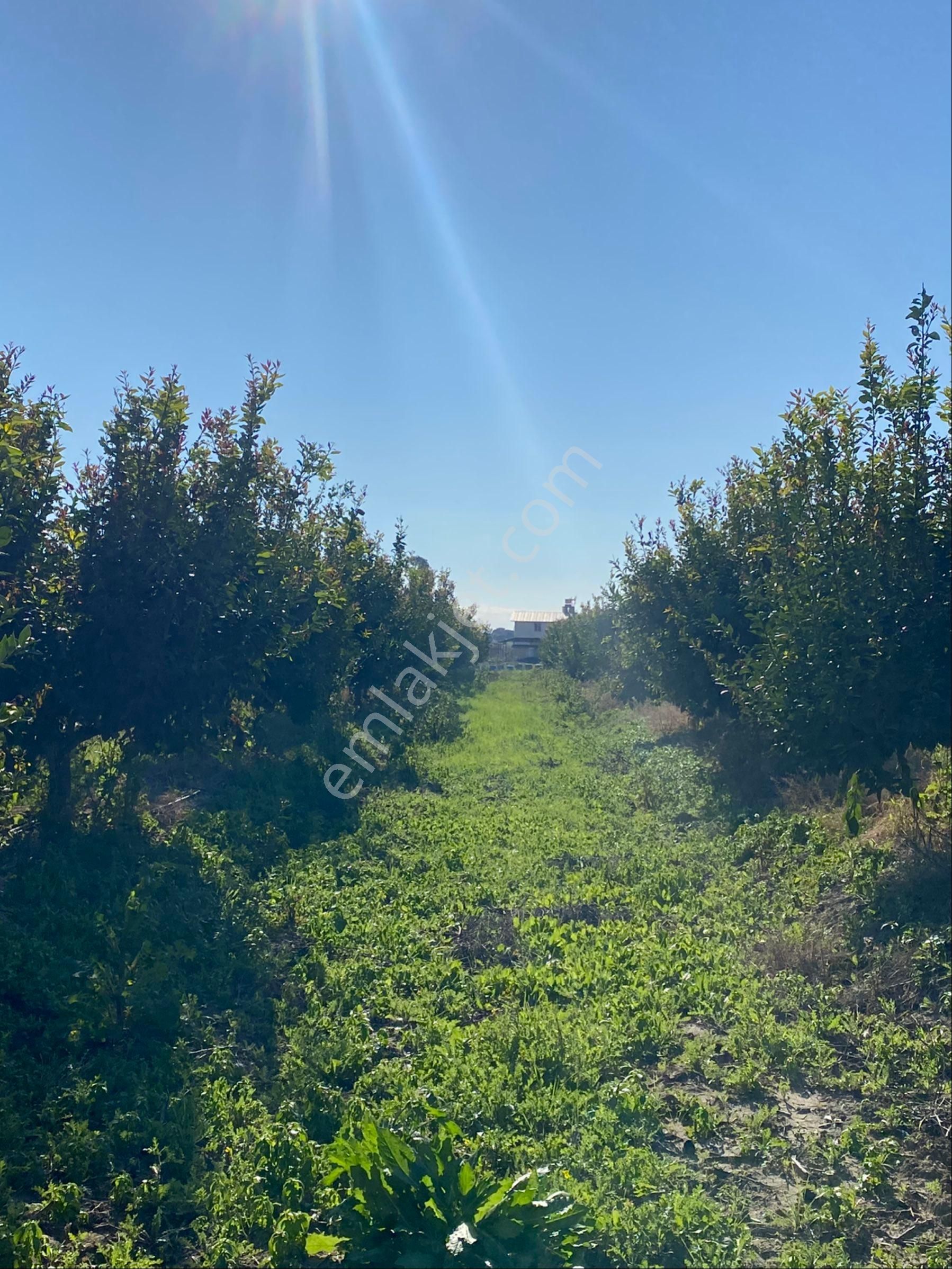 Kürtmusa Mah Özbek Köyünde Bulunan Bahçemiz Satılıktır