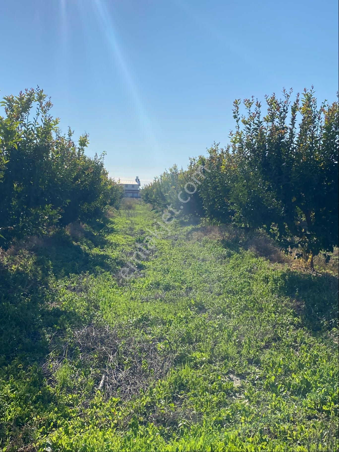 Kürtmusa Mah Özbek Köyünde Bulunan Bahçemiz Satılıktır - Görsel 14