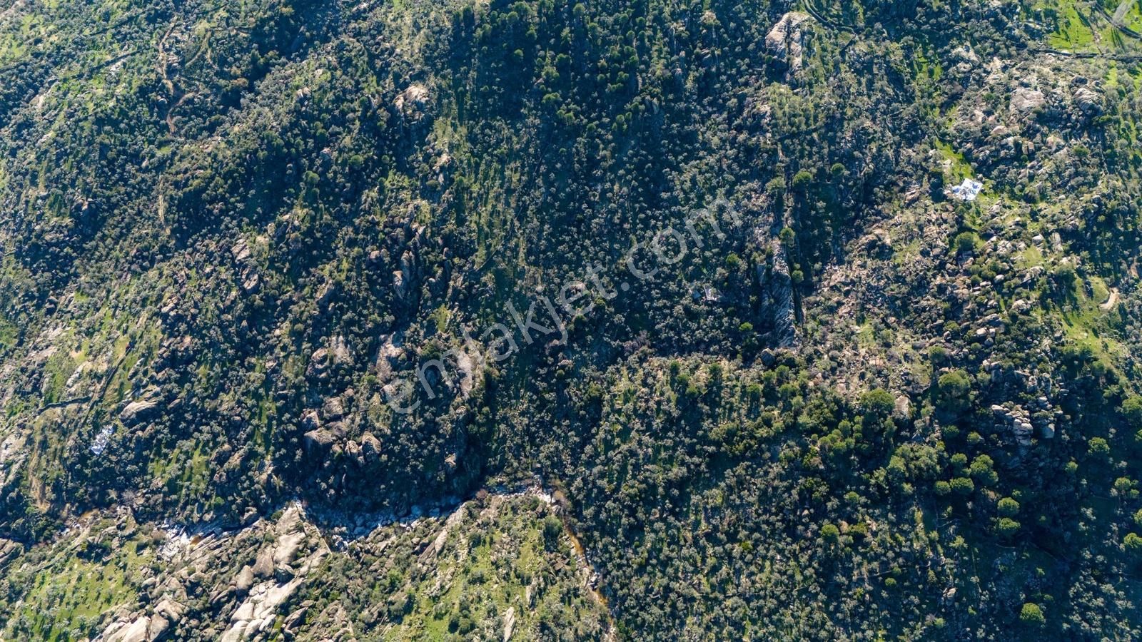 Hem Üretim Hem Yatırım: 7.318 M2 Bakımlı Zeytinlik - Görsel 4