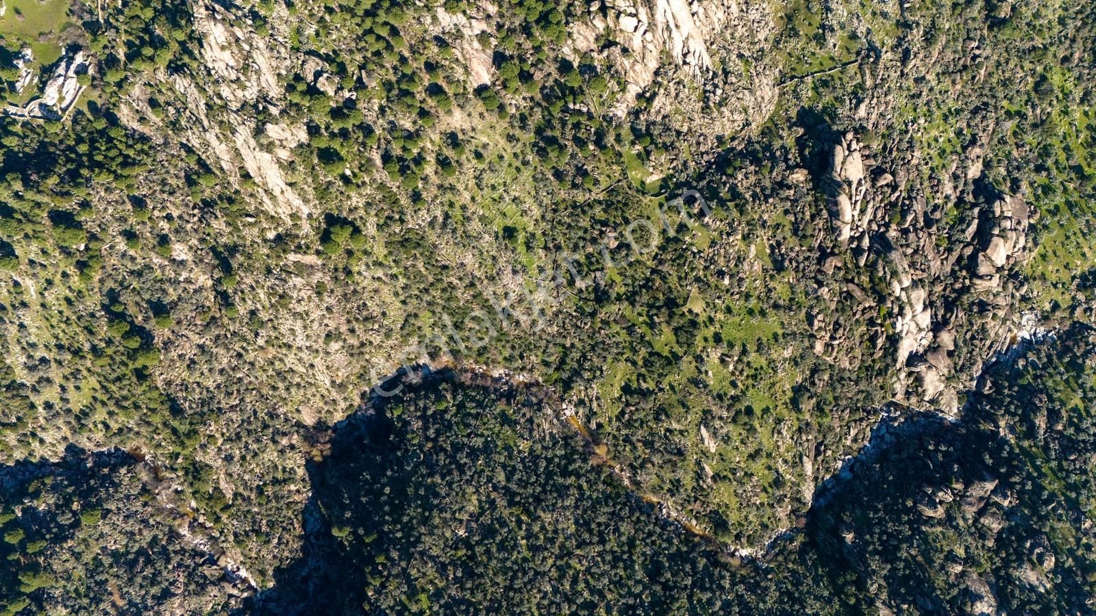 Hem Üretim Hem Yatırım: 7.318 M2 Bakımlı Zeytinlik - Görsel 8