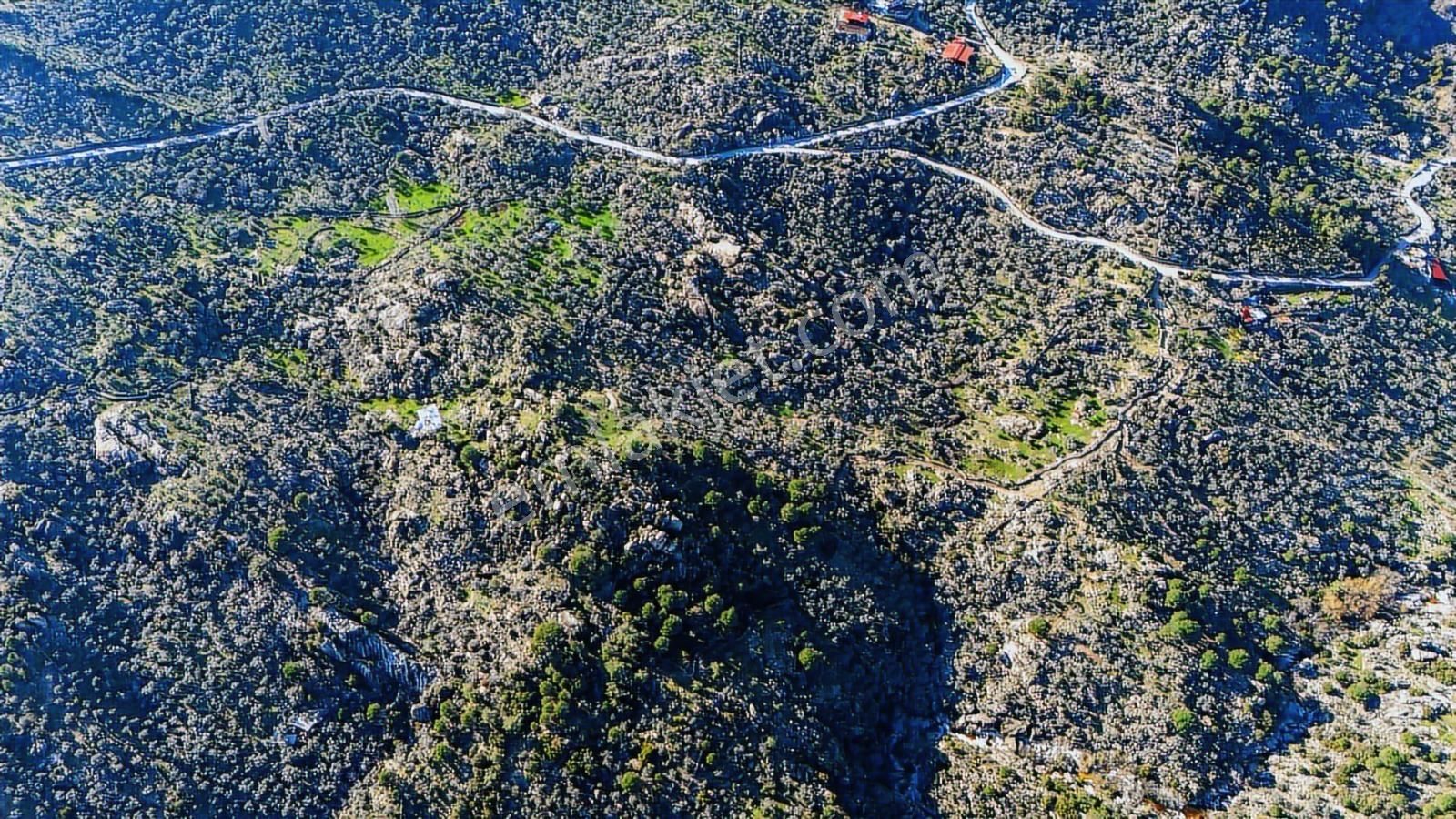 Hem Üretim Hem Yatırım: 7.318 M2 Bakımlı Zeytinlik - Görsel 3