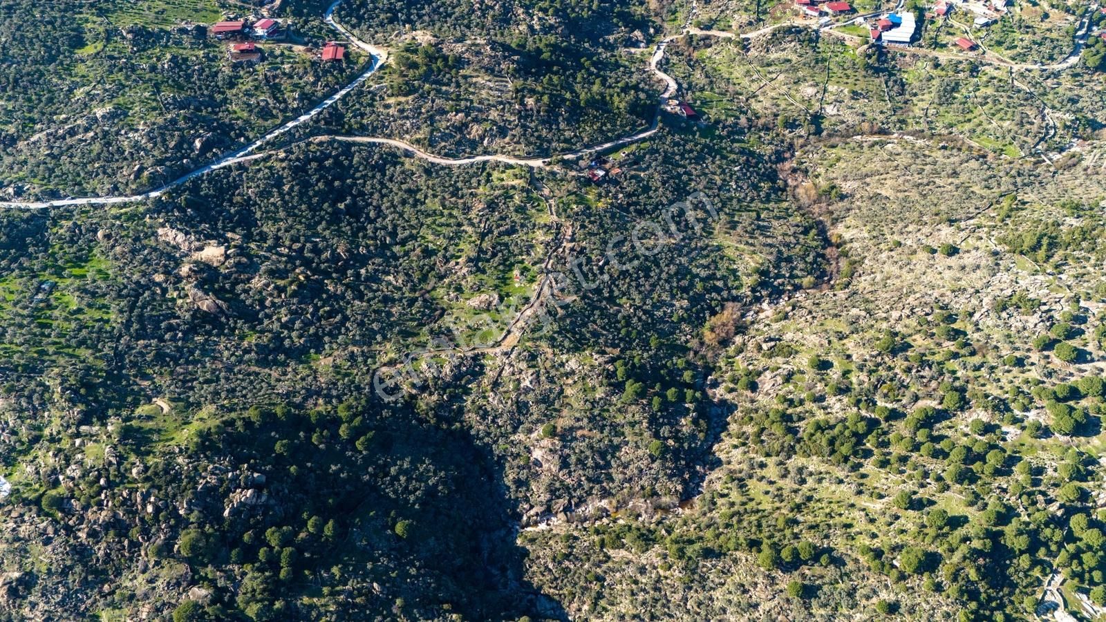 Hem Üretim Hem Yatırım: 7.318 M2 Bakımlı Zeytinlik - Görsel 7