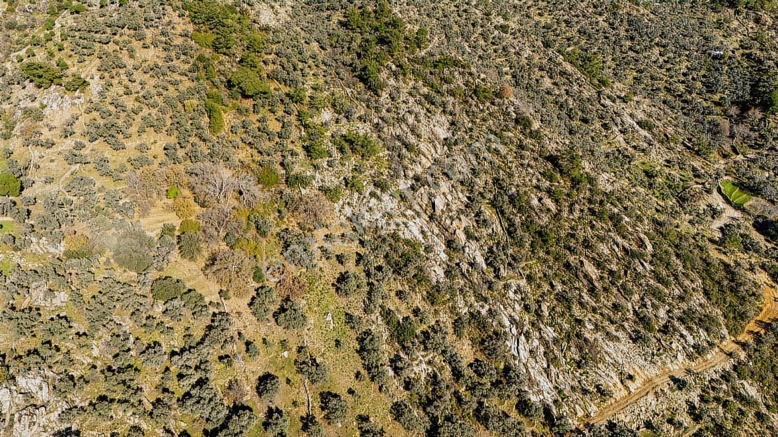 Hem Yatırımlık Hem Kullanışlı: Yolu Mevcut, Köye Yakın 5.875 M2 - Görsel 9