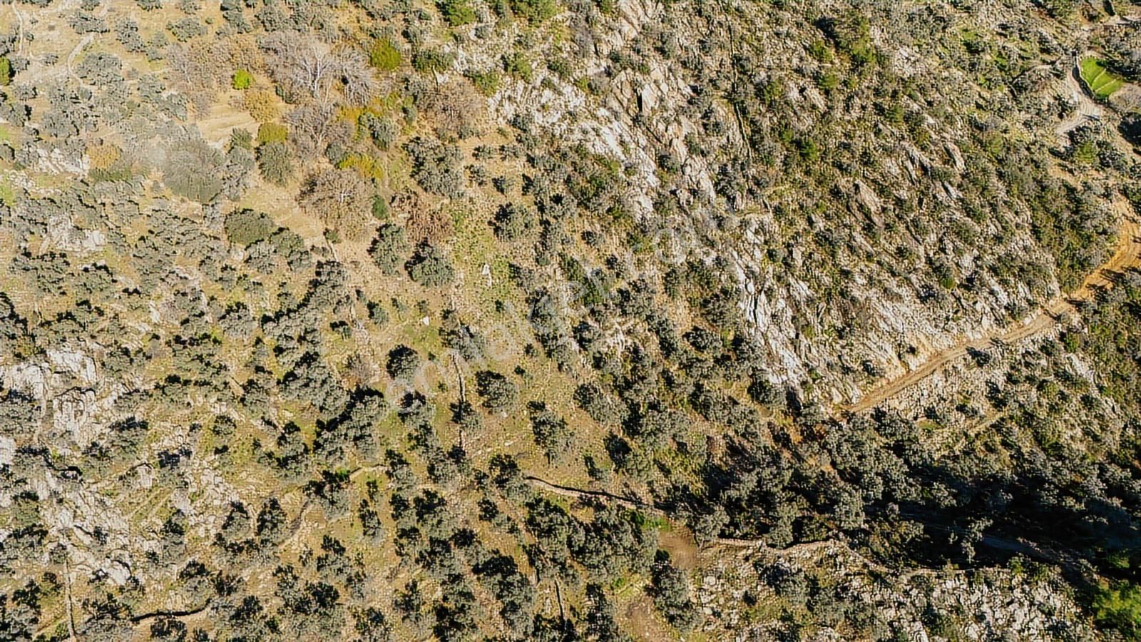 Hem Yatırımlık Hem Kullanışlı: Yolu Mevcut, Köye Yakın 5.875 M2 - Görsel 6