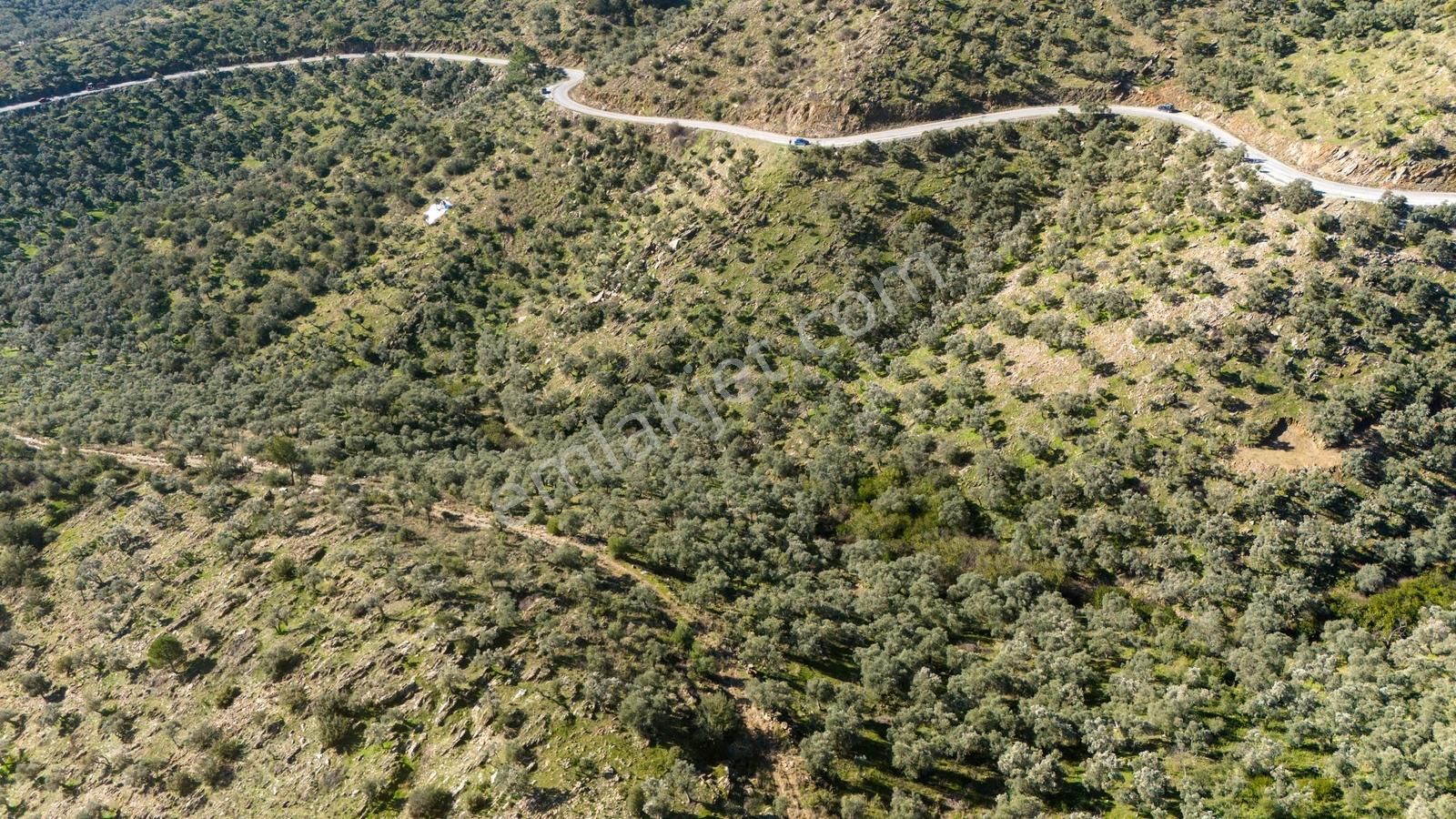 Hacıahmetler'de Üreticisinden Bakımlı Ve Verimli Zeytinlik - Görsel 5