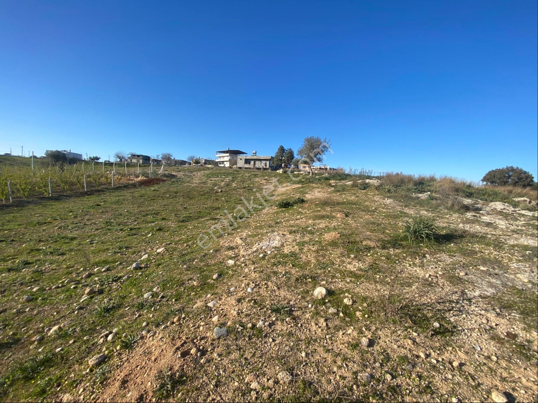 Akgedik Köyünde Bulunan Tarlamız Satılıktır - Görsel 4