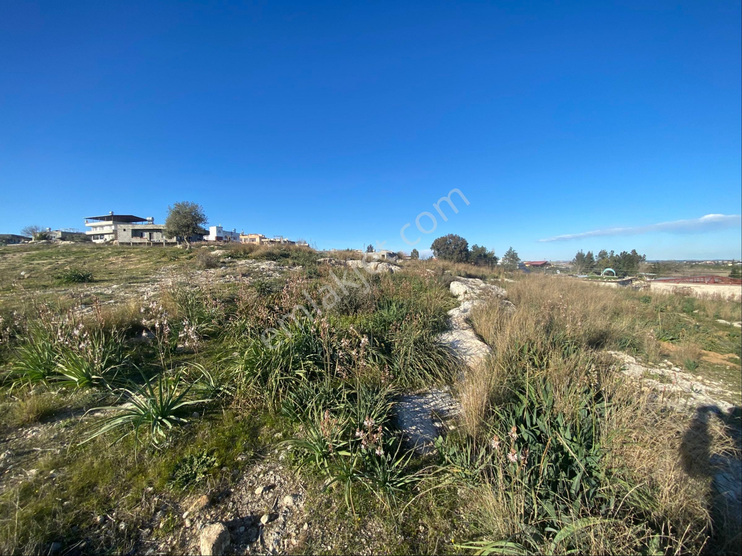 Akgedik Köyünde Bulunan Tarlamız Satılıktır - Görsel 2