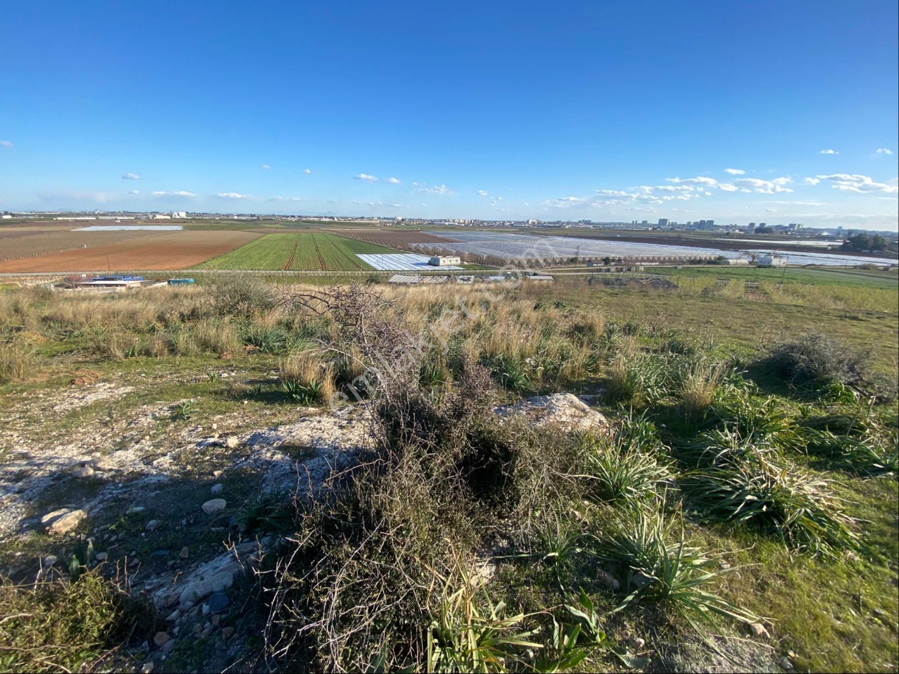 Akgedik Köyünde Bulunan Tarlamız Satılıktır - Görsel 5