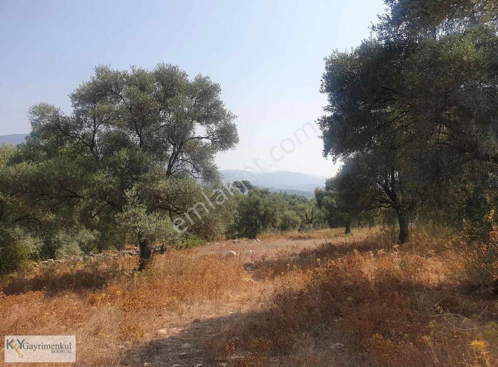 Söğütcük Yola Sıfır Satılık Zeytinlik