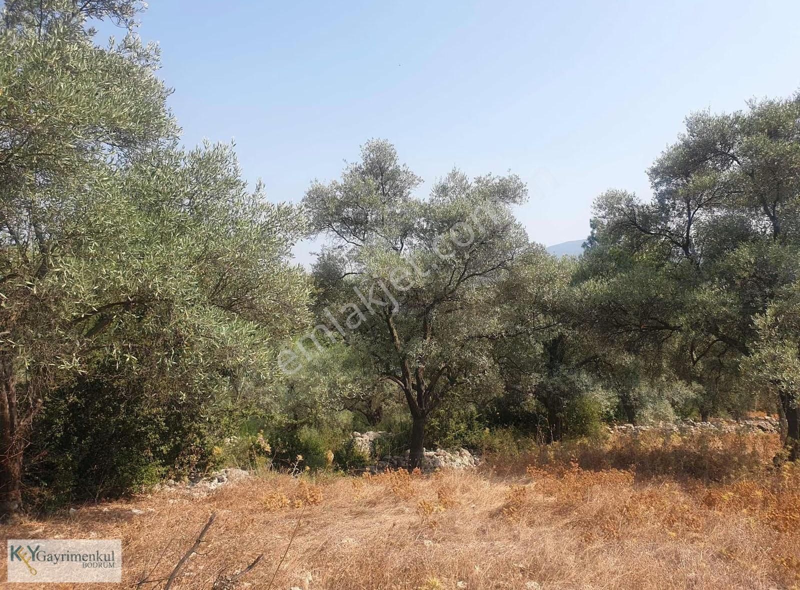 Söğütcük Yola Sıfır Satılık Zeytinlik - Görsel 3