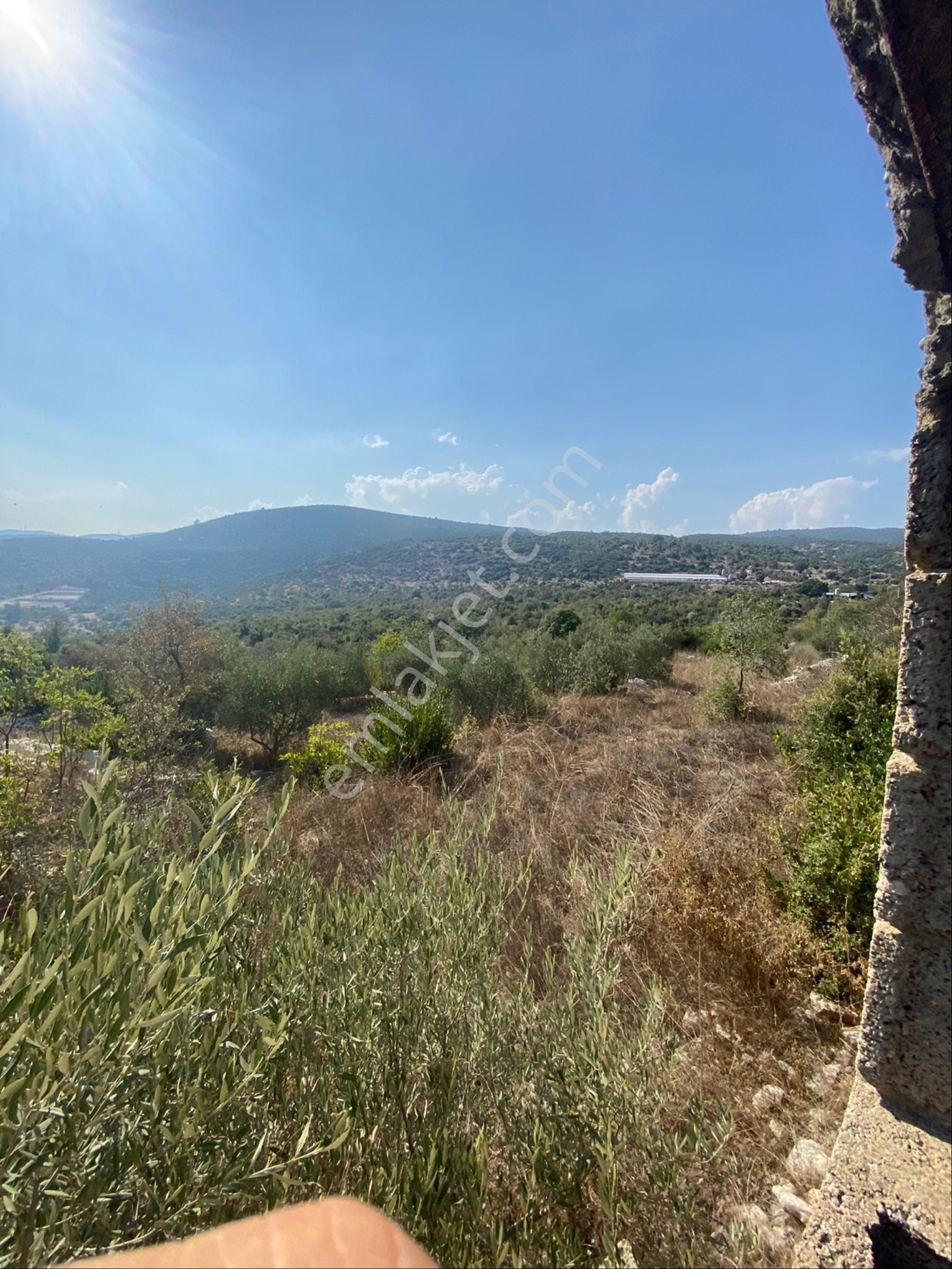 Beylice Köyü’nde Bulunan Evimiz Ve Tarlamız Satılıktır - Görsel 33