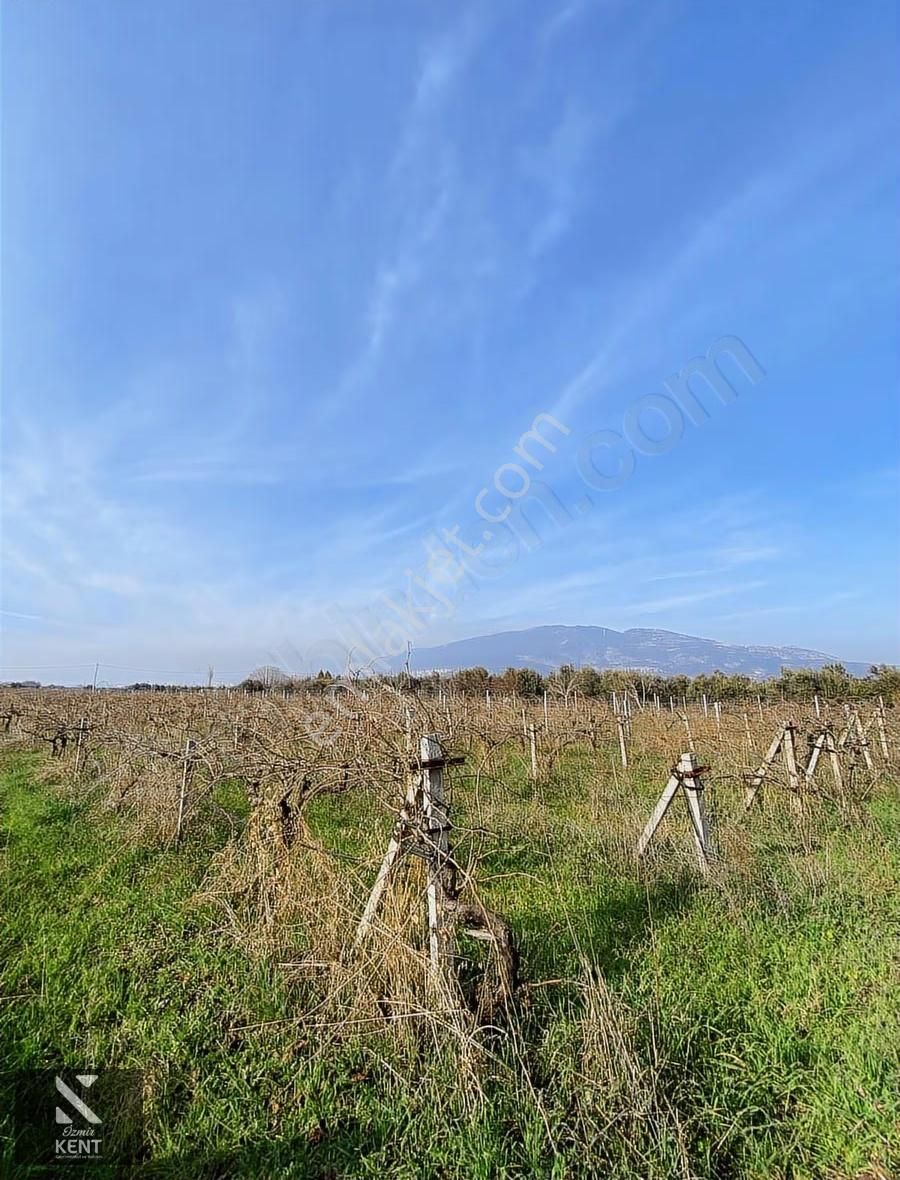 Armutlu 85. Yıl Satılık 3324 M2 Müstakil Tapulu Üzüm Bağı - Görsel 17
