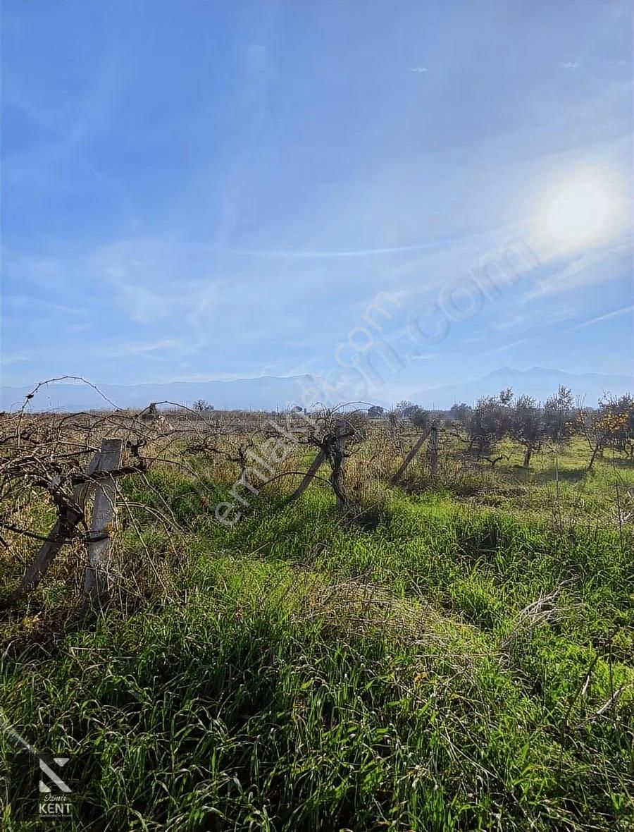 Armutlu 85. Yıl Satılık 3324 M2 Müstakil Tapulu Üzüm Bağı - Görsel 18