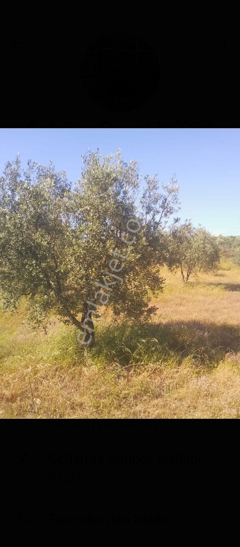 Manisa Salihli Hacıjıdır Mah Satılık Zeytinlik