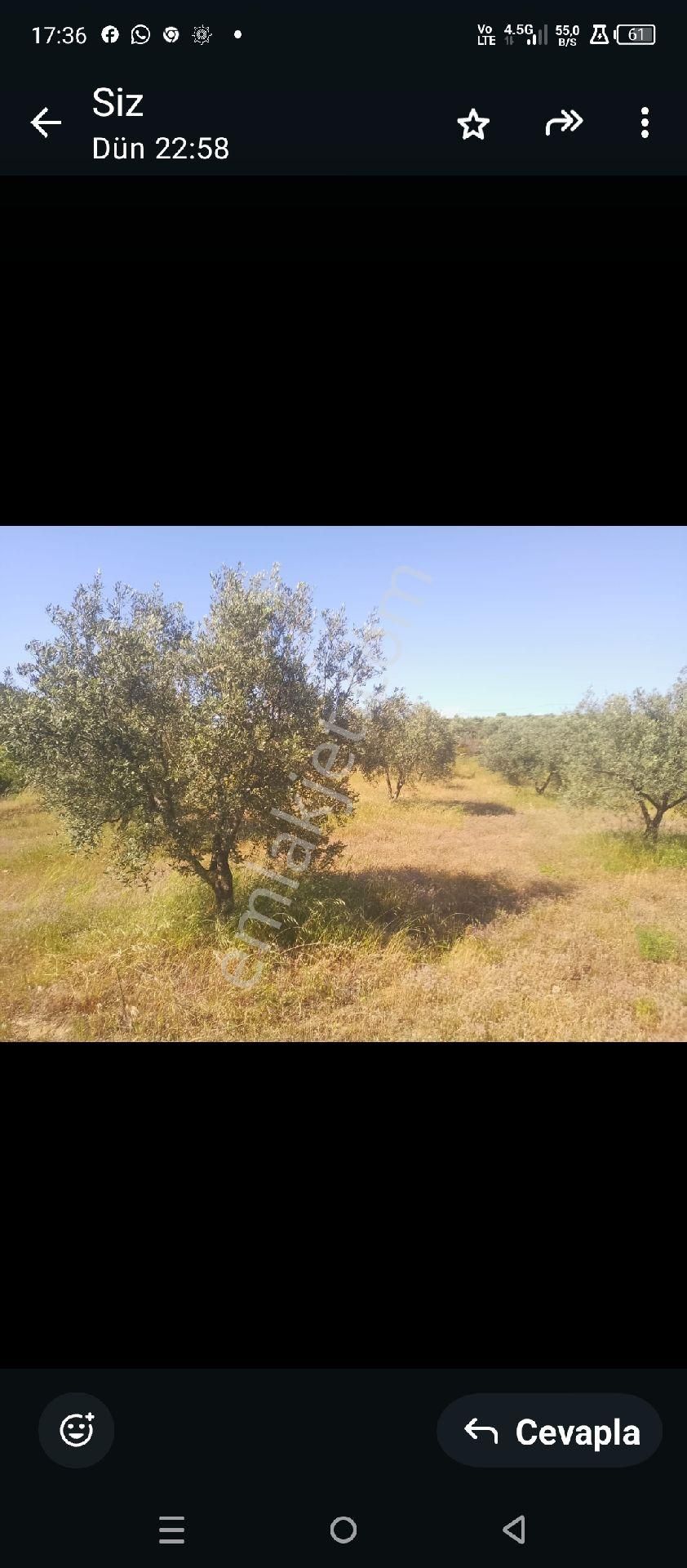 Manisa Salihli Hacıjıdır Mah Satılık Zeytinlik - Görsel 3