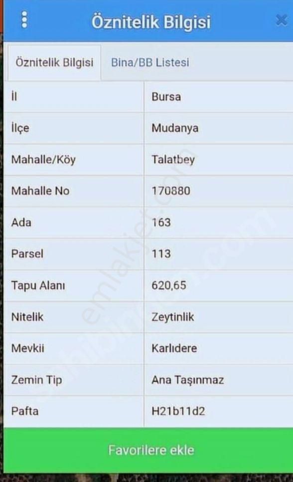 Sahibinden Mudanya Talatbeyde Zeytinlik - Görsel 9