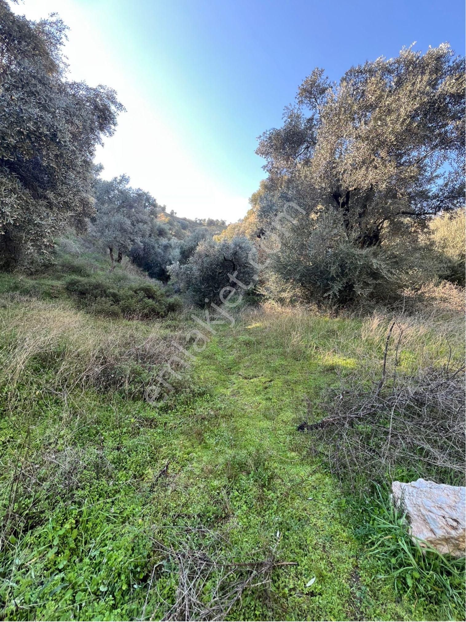 🌿 Satılık Zeytinlik – Aydın Nazilli İsabeyli 💰 Fiyat: 400.000 Tl 🔥 Kaçmaz Fırsat! - Görsel 8