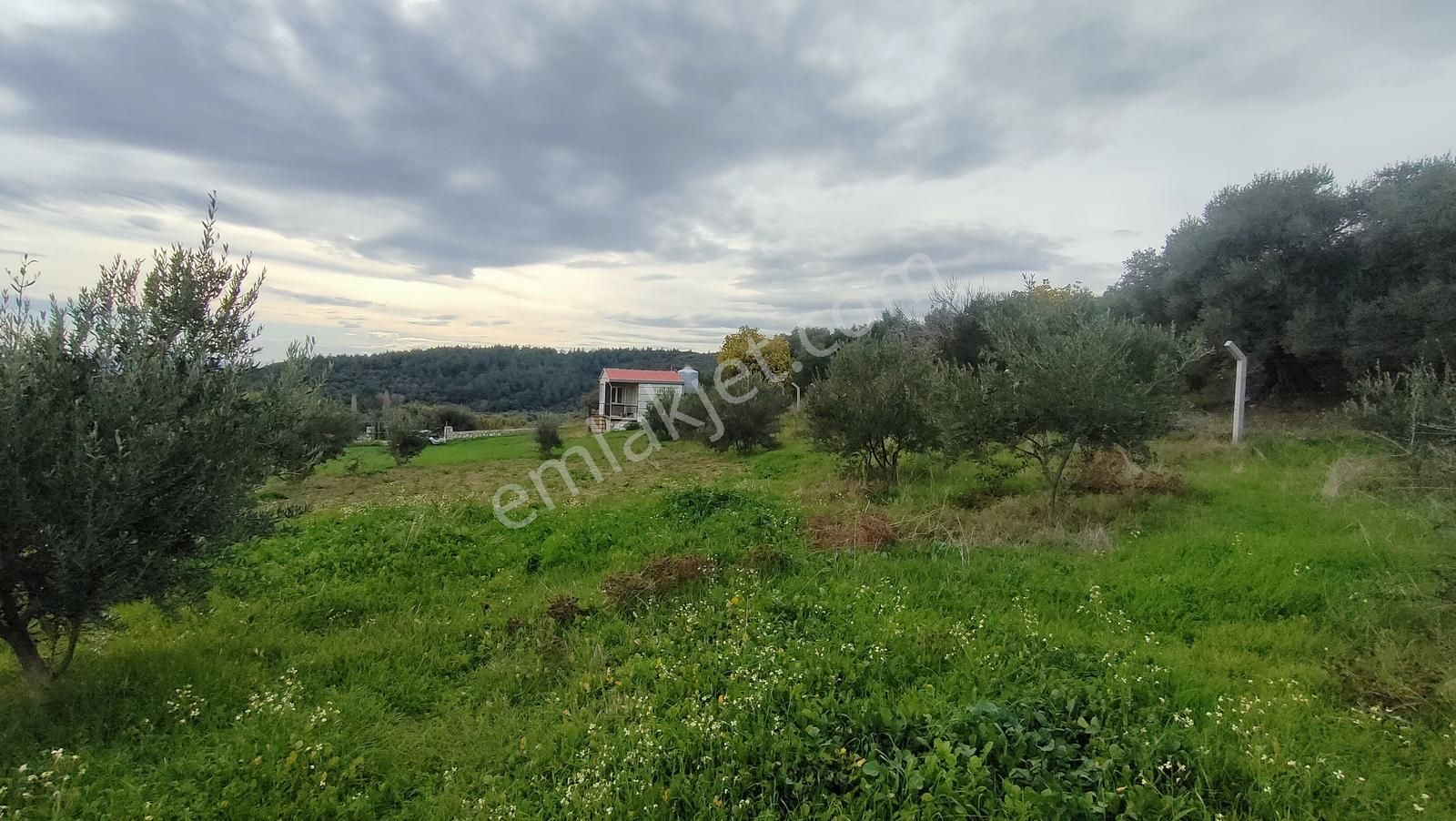 Kemalpaşa Vişneli'de 1+1evi Olan Yola Cepheli 5560 M2 Bağ-tarla - Görsel 14