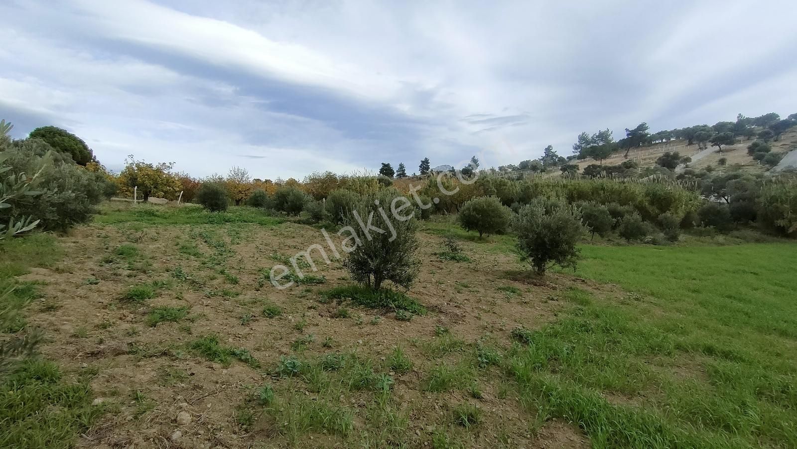 Kemalpaşa Vişneli'de 1+1evi Olan Yola Cepheli 5560 M2 Bağ-tarla - Görsel 16