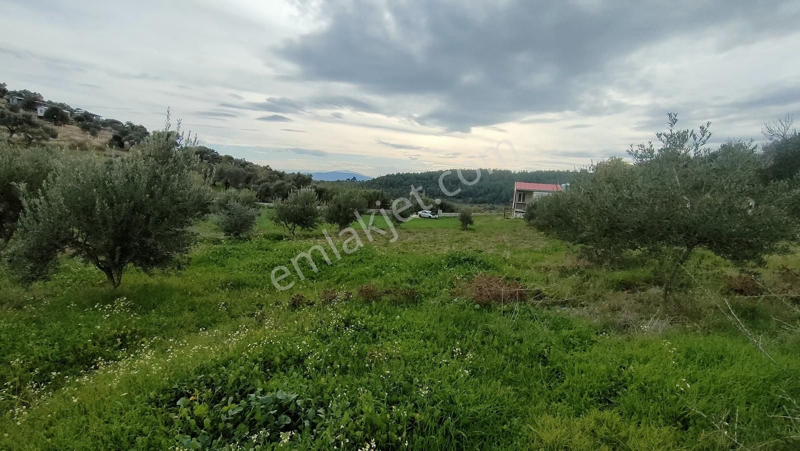 Kemalpaşa Vişneli'de 1+1evi Olan Yola Cepheli 5560 M2 Bağ-tarla - Görsel 13