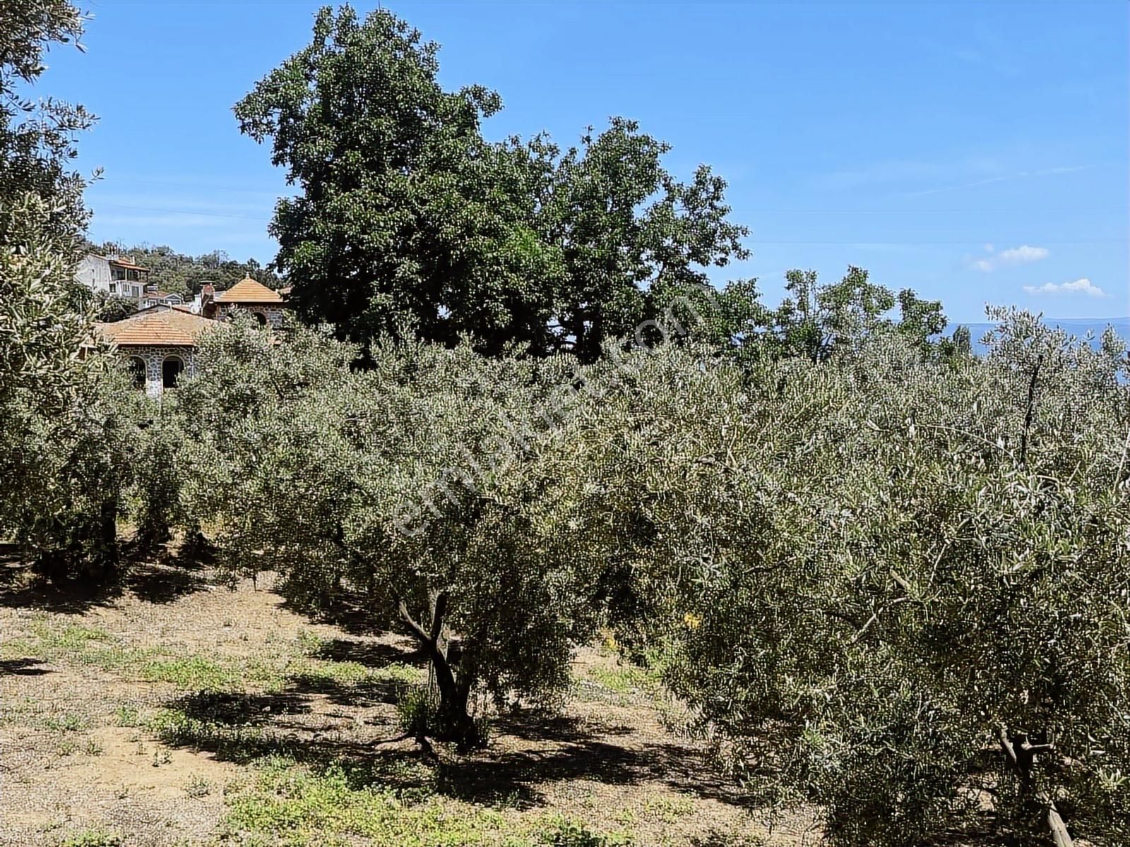 3.700 M2 İmara Sınır Asfalt Cephe Deniz Ve Doğa Manz. Arazi - Görsel 8