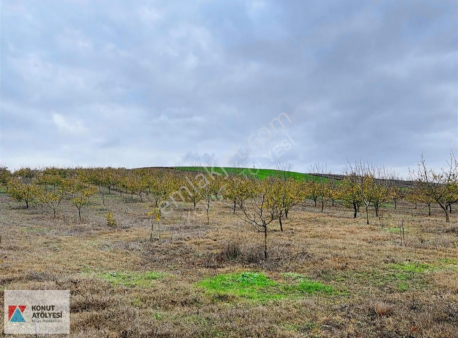 Kocaeli Derince 20.979 M² Ceviz Bahçesi Yatırımlık Tarım Arazisi - Görsel 14