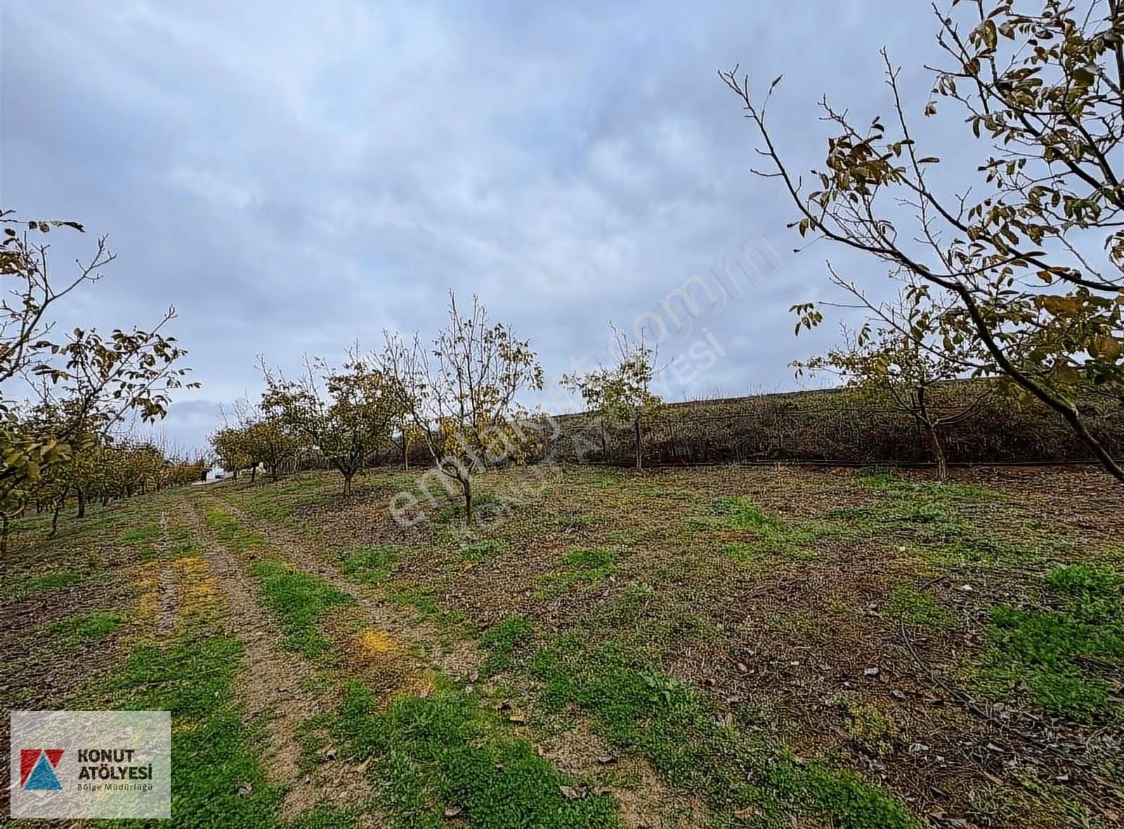 Kocaeli Derince 20.979 M² Ceviz Bahçesi Yatırımlık Tarım Arazisi - Görsel 8
