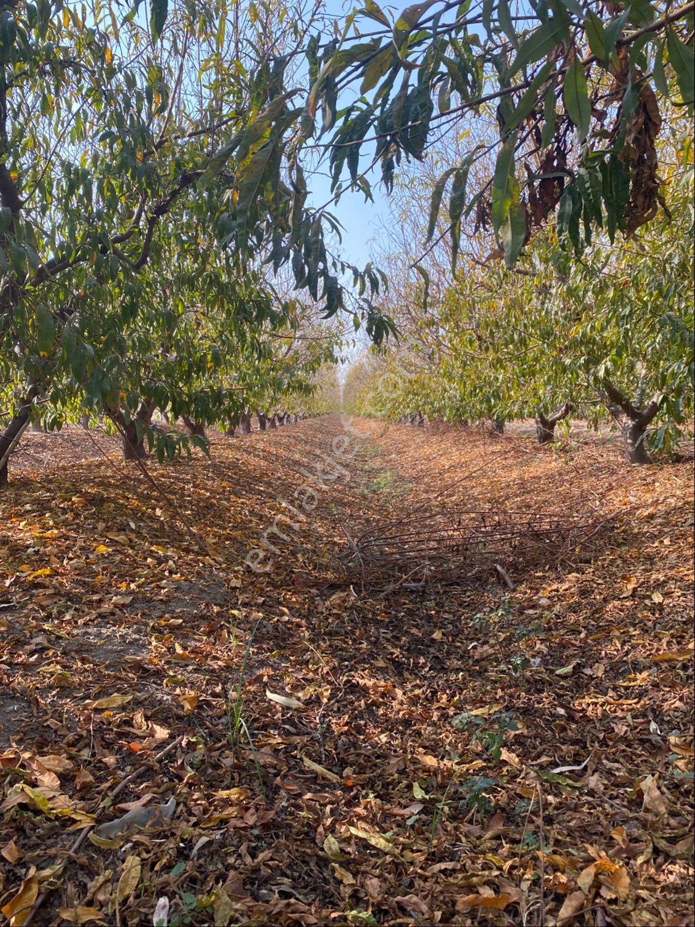 Atalar Köyünde Bulunan Şeftali Bahçemiz Satılıktır - Görsel 4