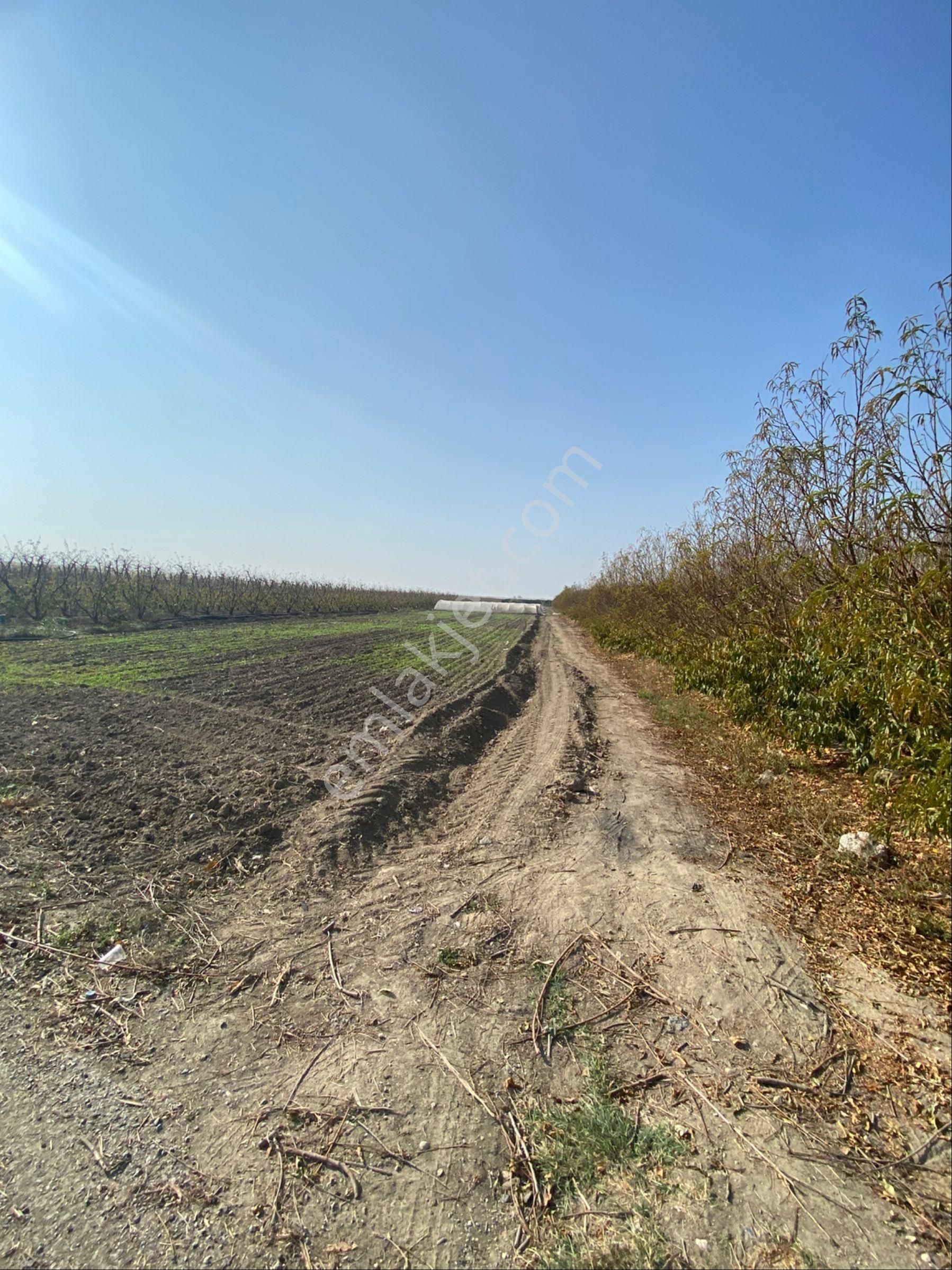 Atalar Köyünde Bulunan Şeftali Bahçemiz Satılıktır - Görsel 6