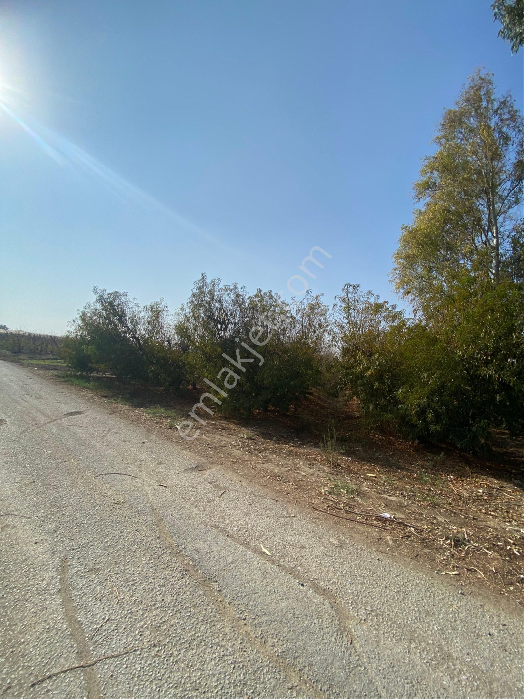 Atalar Köyünde Bulunan Şeftali Bahçemiz Satılıktır - Görsel 5