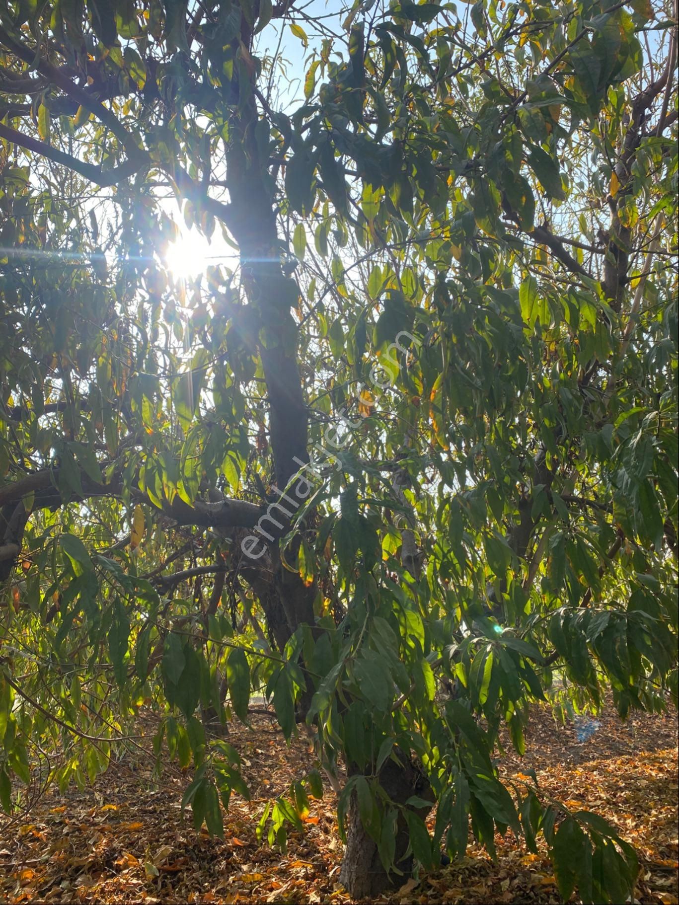 Atalar Köyünde Bulunan Şeftali Bahçemiz Satılıktır - Görsel 3