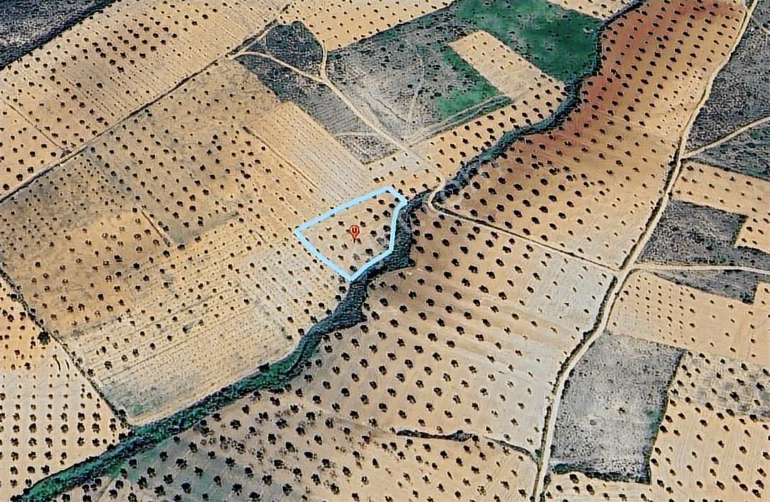 Uyaran 79 Gayrimenkul'den Demirışık'ta Satılık Tonluk Zeytin