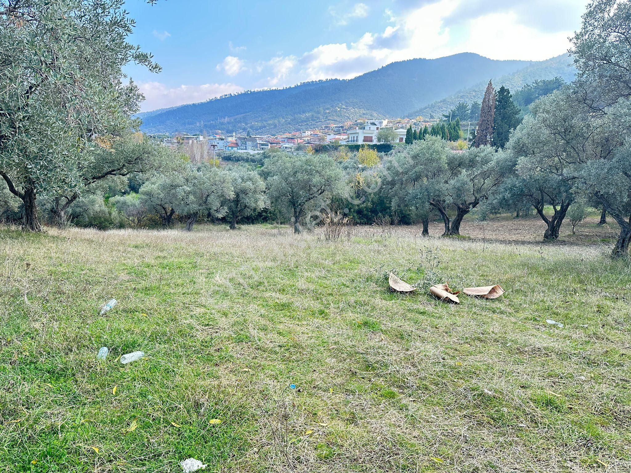 Kemalpaşa Merkezınde Tek Tapulu Satılık Yatırımlık Zeytınlık - Görsel 7