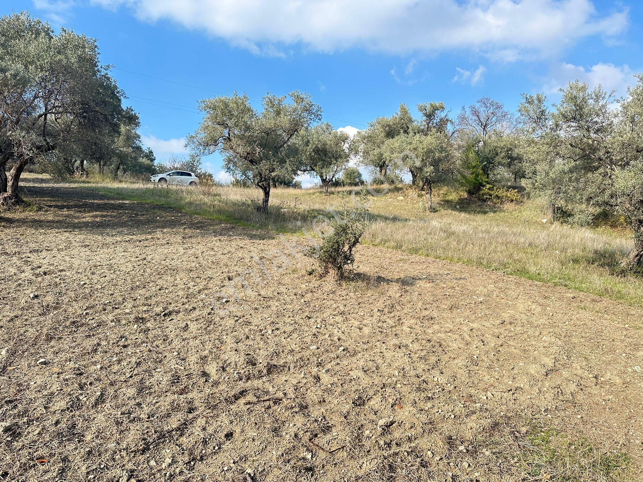 Kemalpaşa Merkezınde Tek Tapulu Satılık Yatırımlık Zeytınlık - Görsel 8