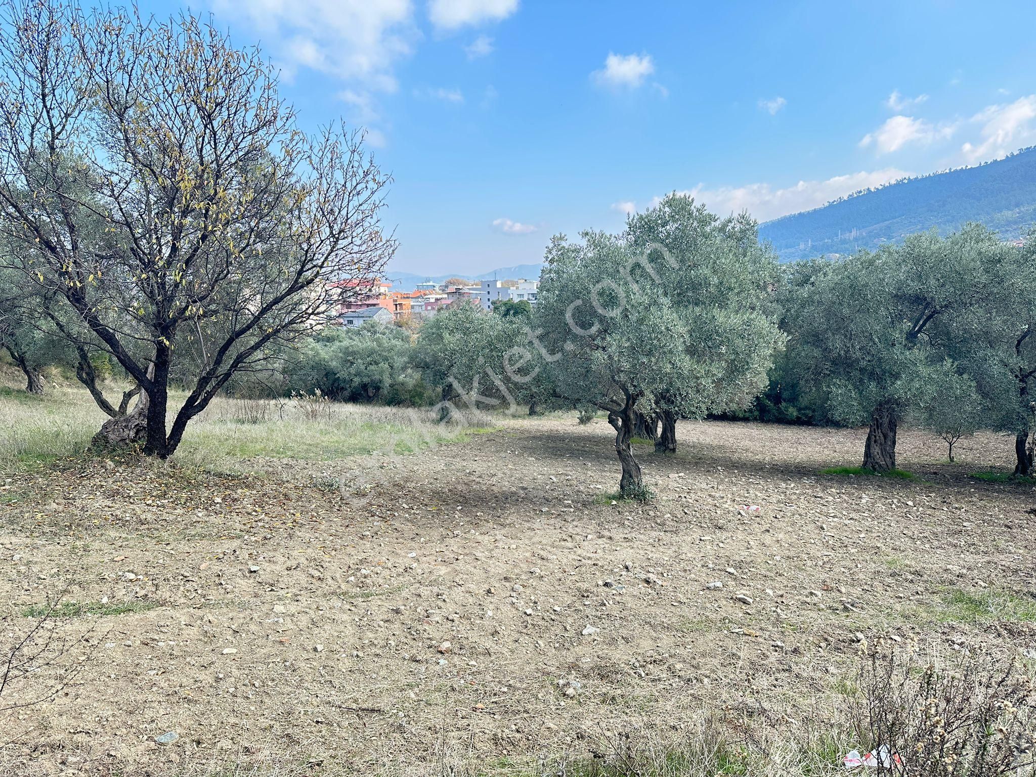 Kemalpaşa Merkezınde Tek Tapulu Satılık Yatırımlık Zeytınlık - Görsel 4