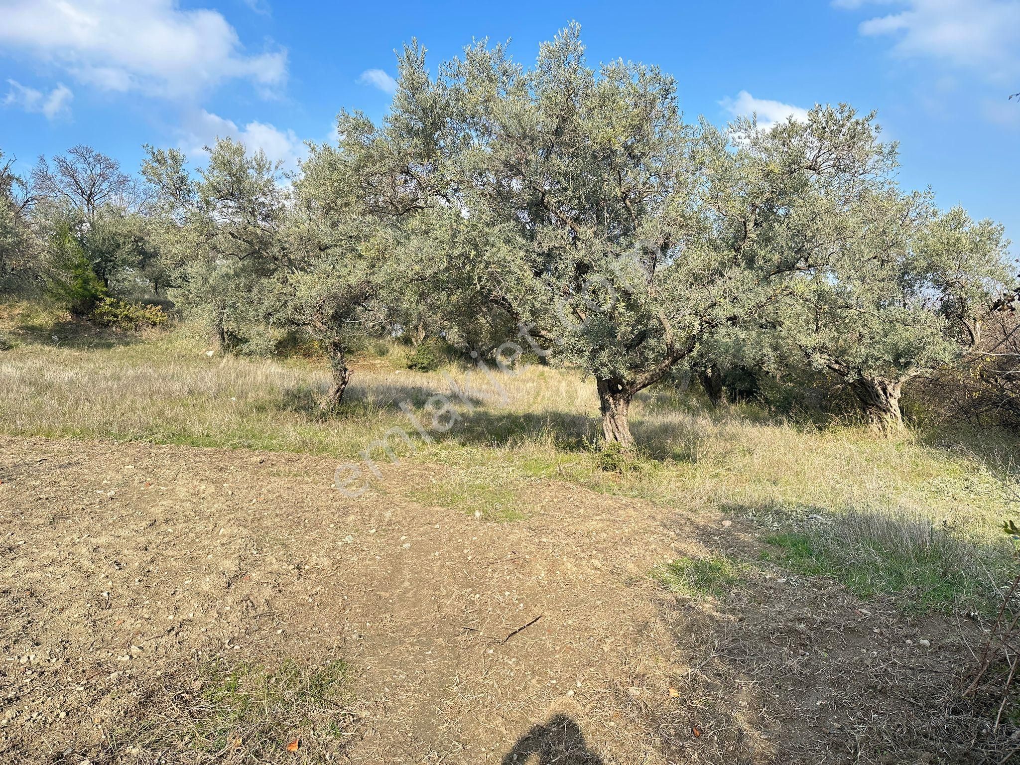 Kemalpaşa Merkezınde Tek Tapulu Satılık Yatırımlık Zeytınlık - Görsel 5
