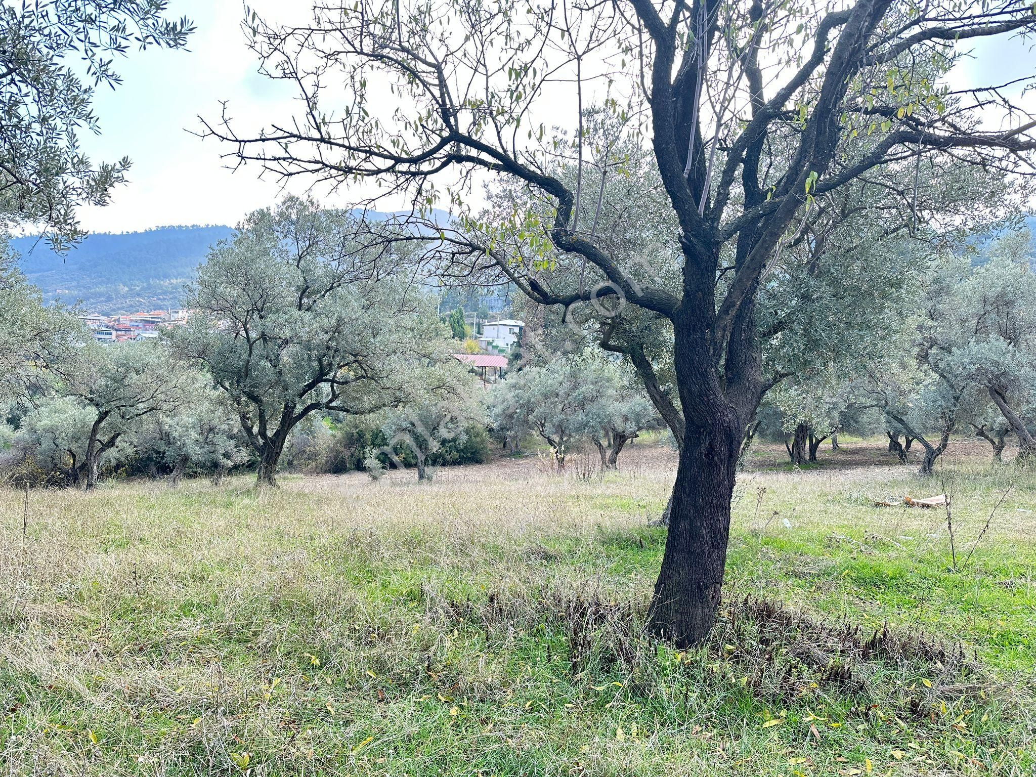 Kemalpaşa Merkezınde Tek Tapulu Satılık Yatırımlık Zeytınlık - Görsel 9