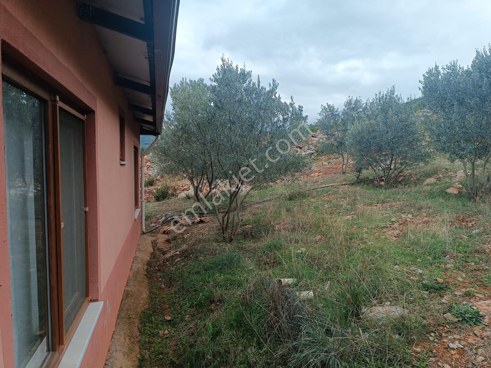 Muğla Menteşe Dağdibinde 27 Dönüm İçinde Evi Olan Tarla...acil - Görsel 4