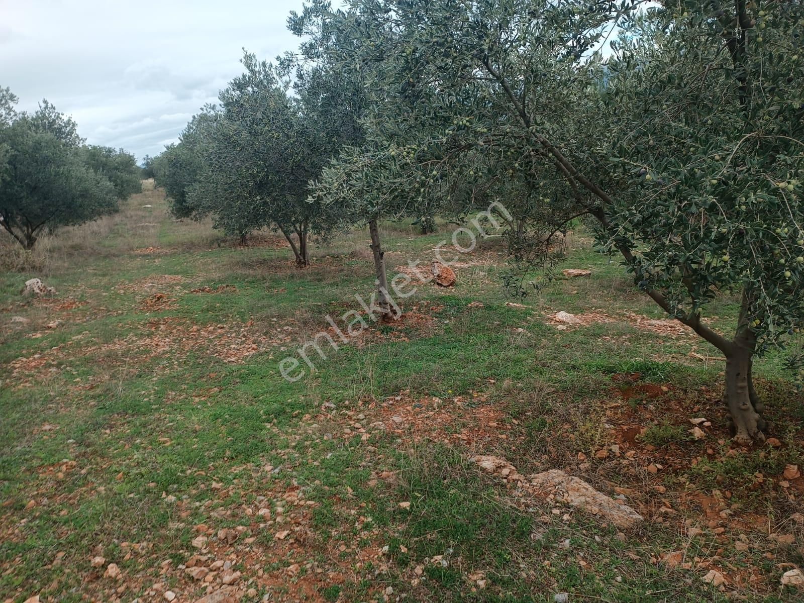 Muğla Menteşe Dağdibinde 27 Dönüm İçinde Evi Olan Tarla...acil - Görsel 10