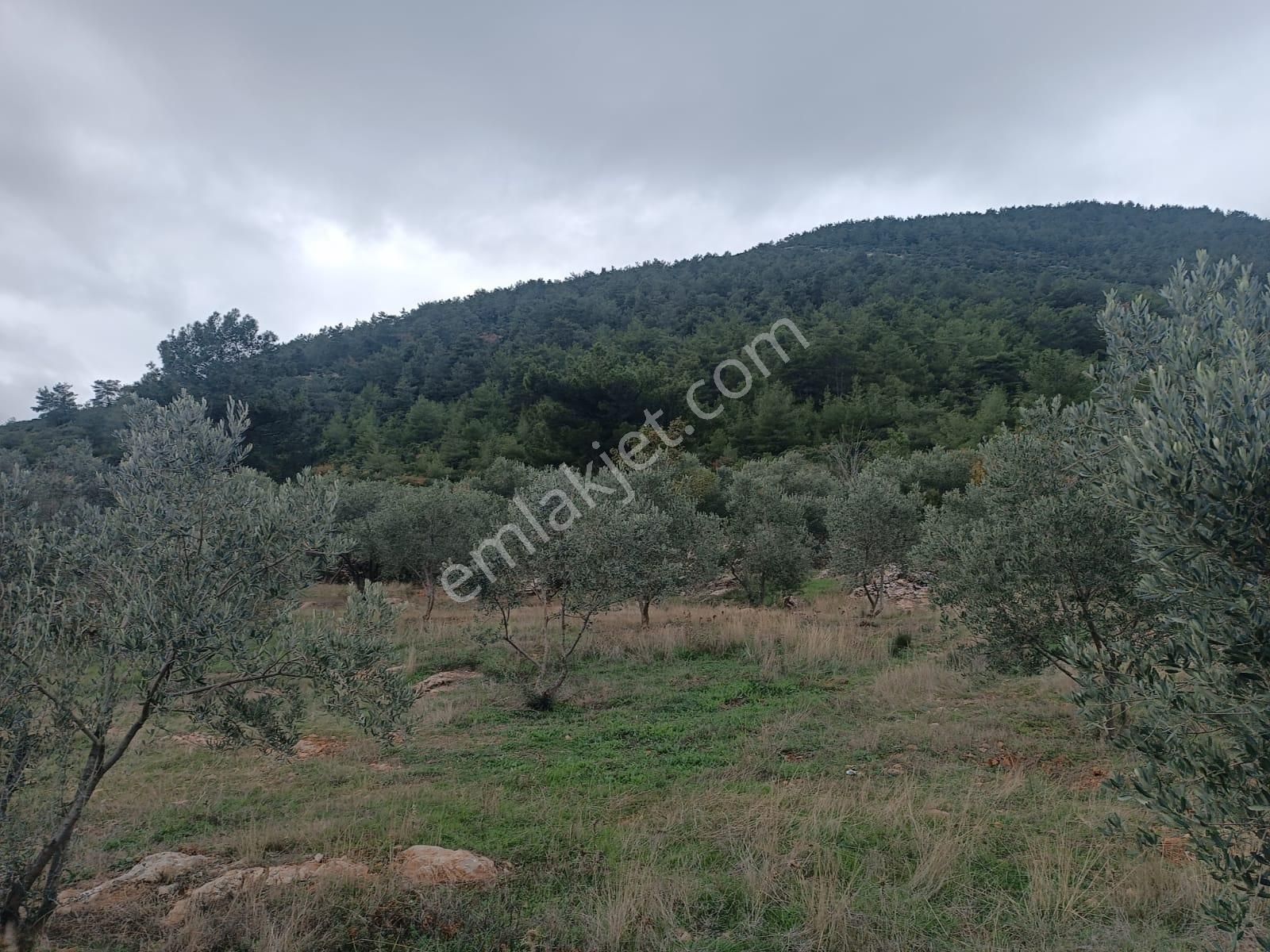Muğla Menteşe Dağdibinde 27 Dönüm İçinde Evi Olan Tarla...acil - Görsel 3
